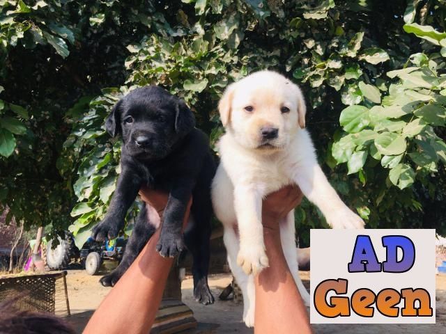 used Labrador puppies available for sale for sale 